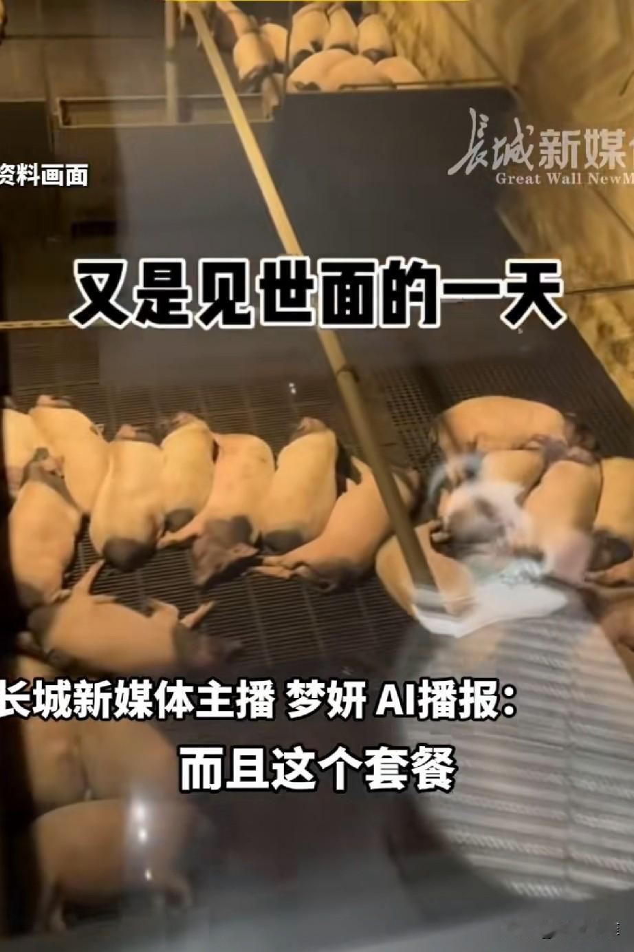 浙江，一牧场推出“猪景房”，8888元一晚，客房紧邻猪圈，客人隔着全景玻璃就能看