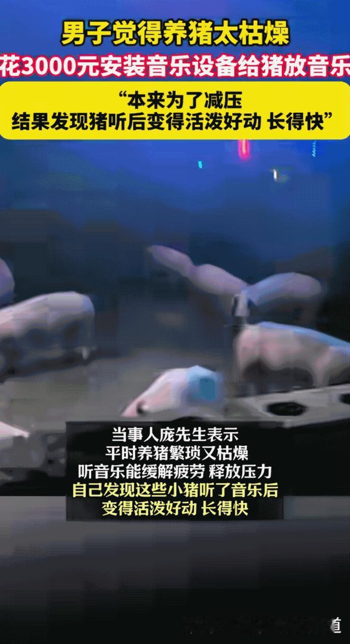 广西玉林一养殖户把音响搬进猪舍，天天放《最炫民族风》，说猪听完更爱动、吃得快、长