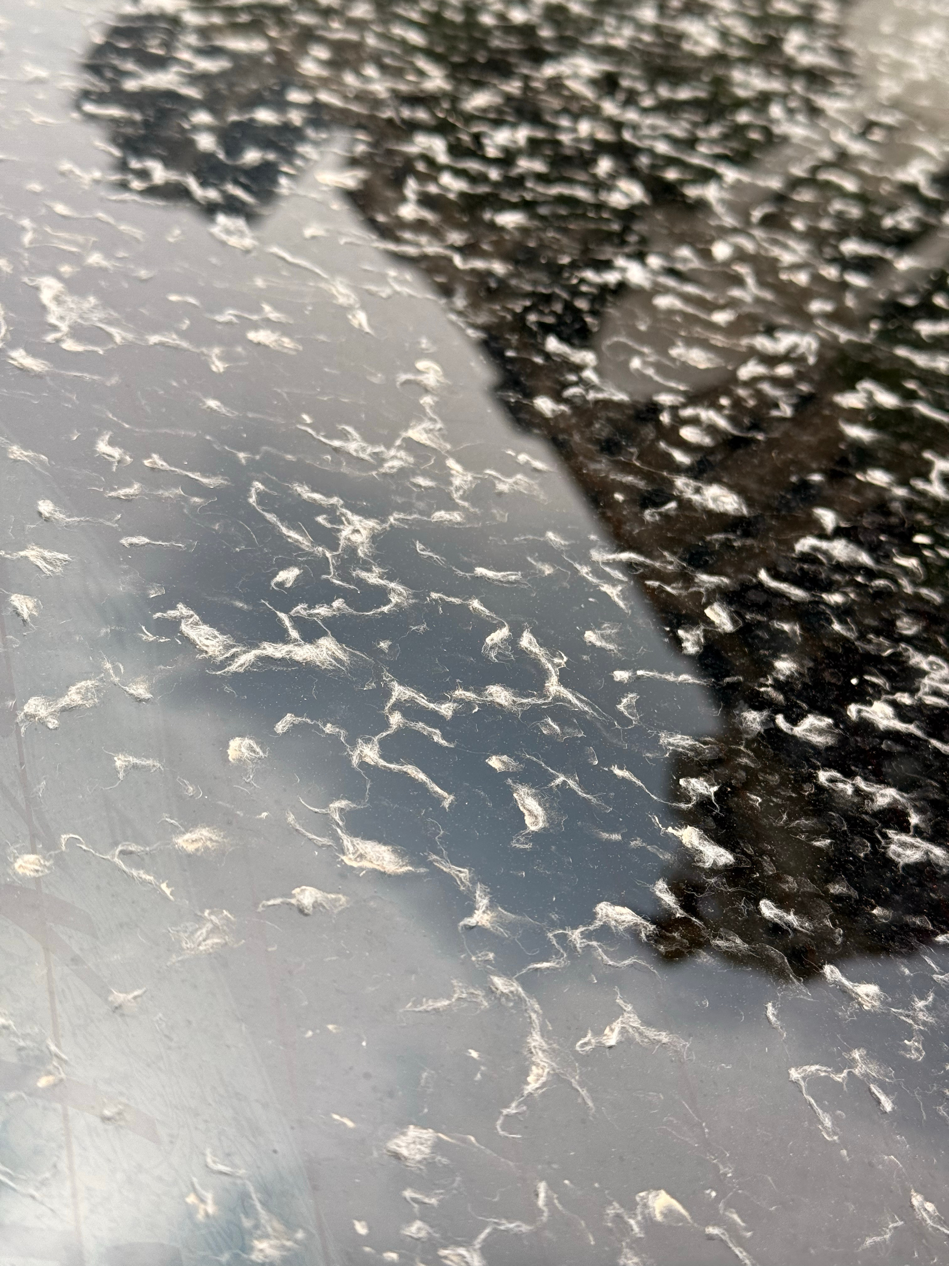 北京的雨加上柳絮，感觉像是下毛一样 ​​​