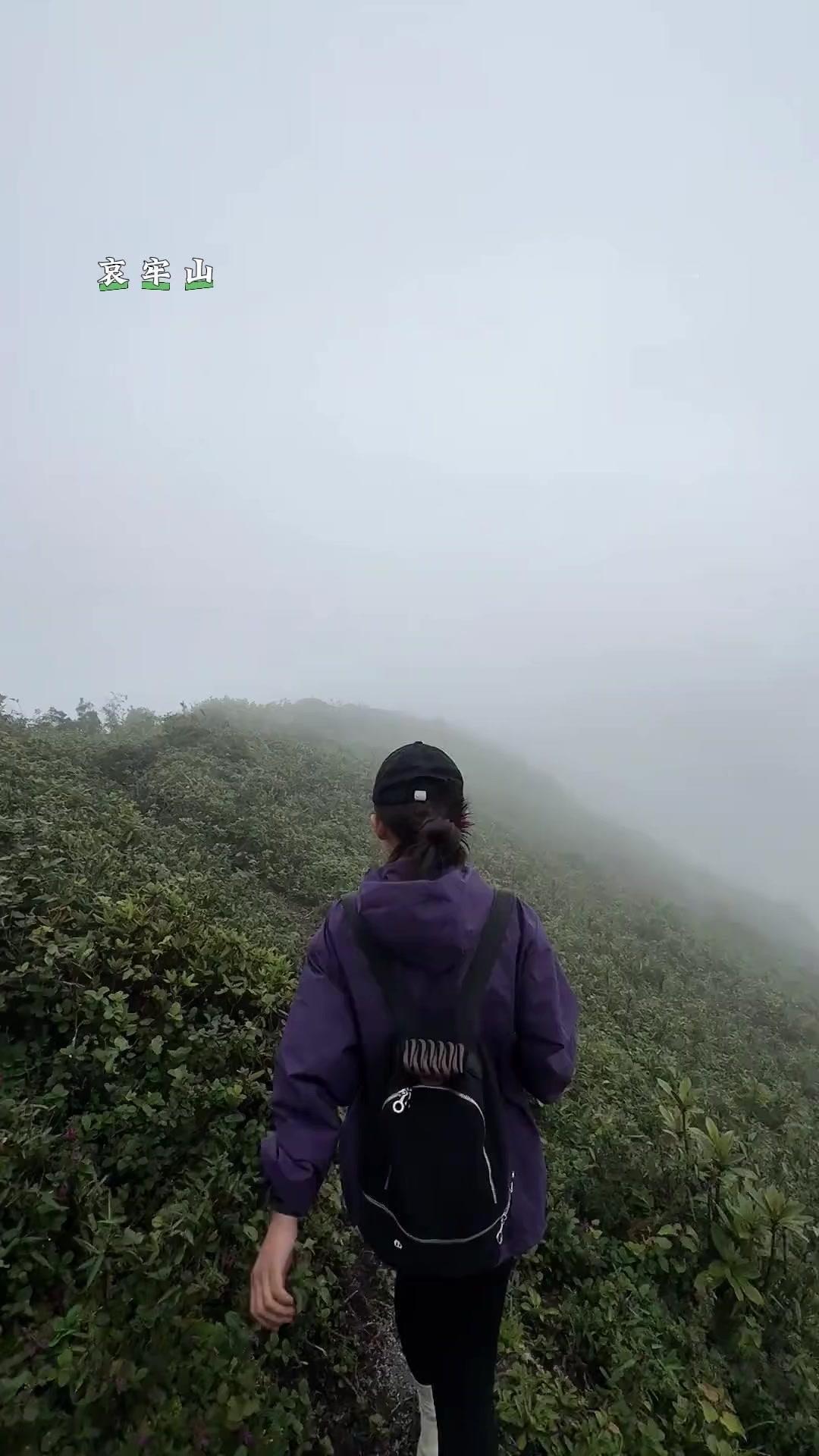 不少云南人收到短信就急冲冲往山里赶，盼着捡菌子尝鲜。
但老辈人常念叨下雨不一定有