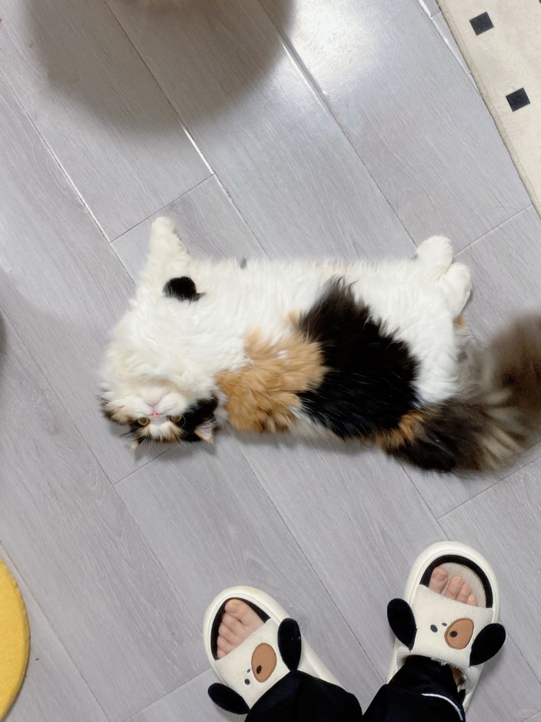 这样的抹布小猫应该没人喜欢吧？