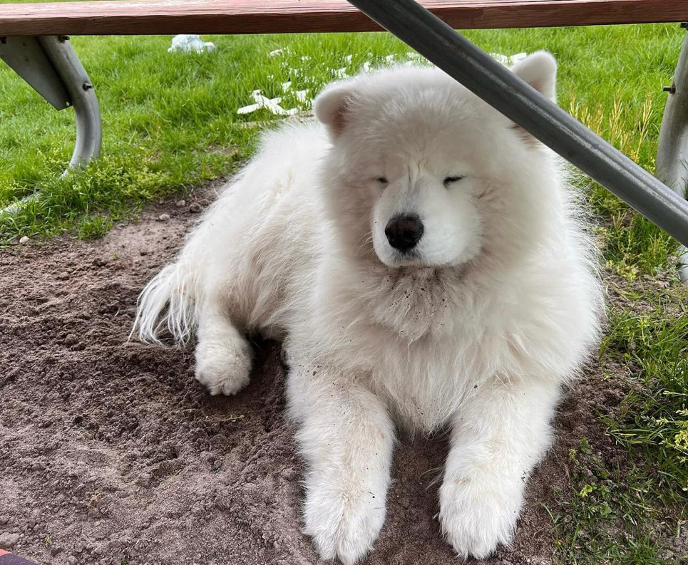 考试又又又不及格躲在学校不敢回家的萨摩耶 ​​​