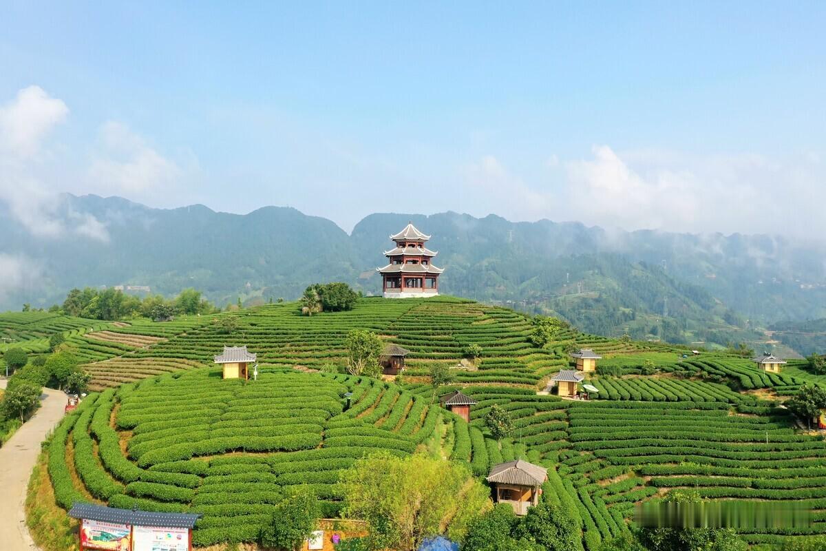 广西柳州三江县布央村仙人山茶园……#我们这群拍海人##农村##茶园#