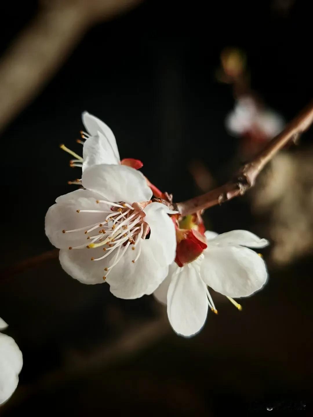 可惜花了！[刀]

今天和大龙先生去了公园。公园里花开的正盛，很多游人都带了帐篷