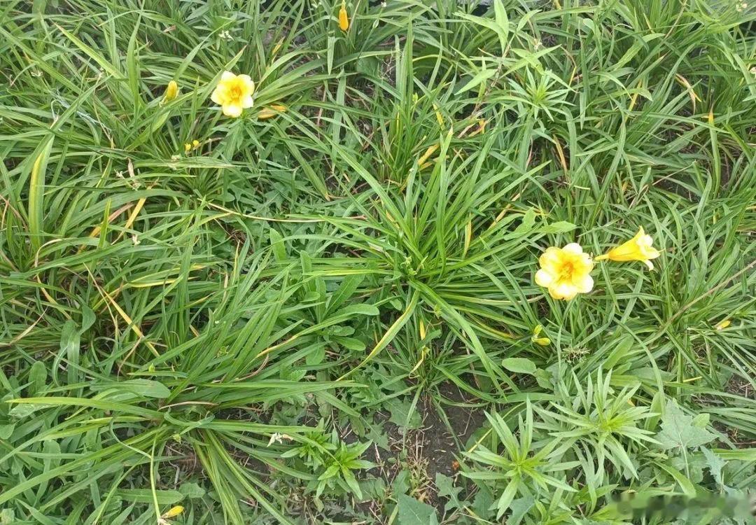 雨念时岁长·默斋主人原创古风国风歌词 主歌1昏暮疏灯映冷窗闲听细雨落寒江浅酌温酒