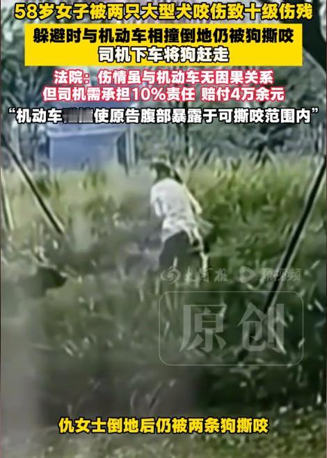 “这是恩将仇报啊！”山东青岛，58岁女子遭到两条大狗扑咬，结果在躲闪时，撞上了一