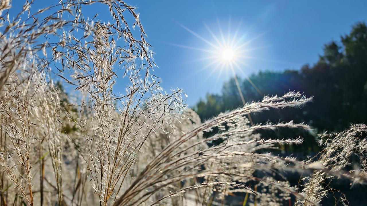 阳光下的芦花，迎着阳光，书就一片安详。