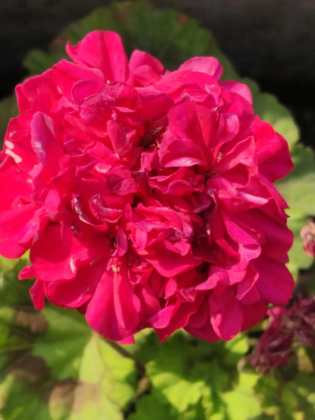 今天天气很好，雨后的植物拔节生长，生机勃勃。