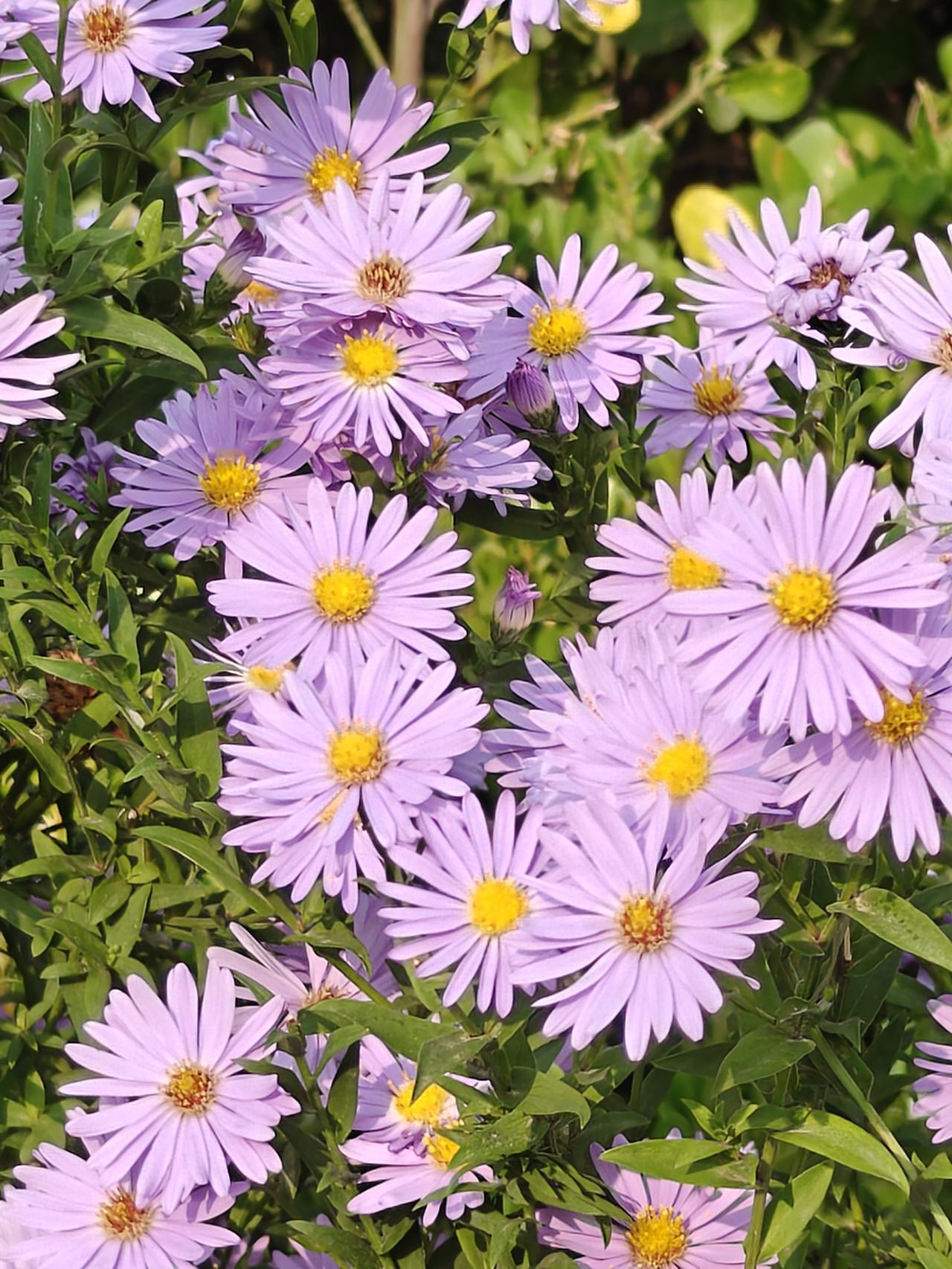 秋日生活打卡季九月菊，秋风里的美景