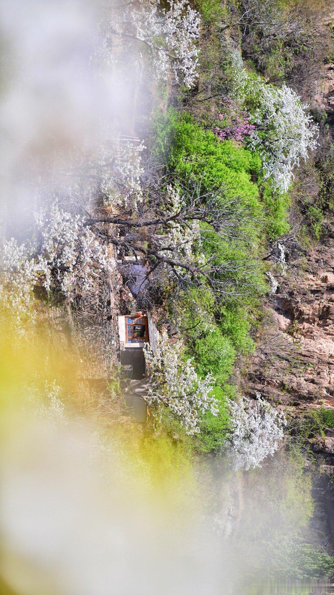 山村梨花——北京房山区大滩村 摄影​​​