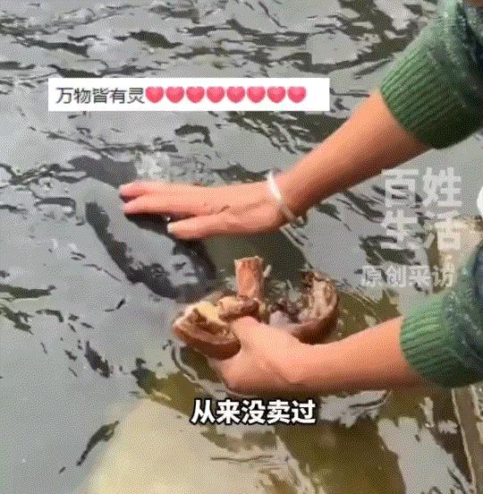 万物皆有灵性。据5月8日贵阳网报道，在贵州台江，一女子记录下养了十余载的鱼儿早已