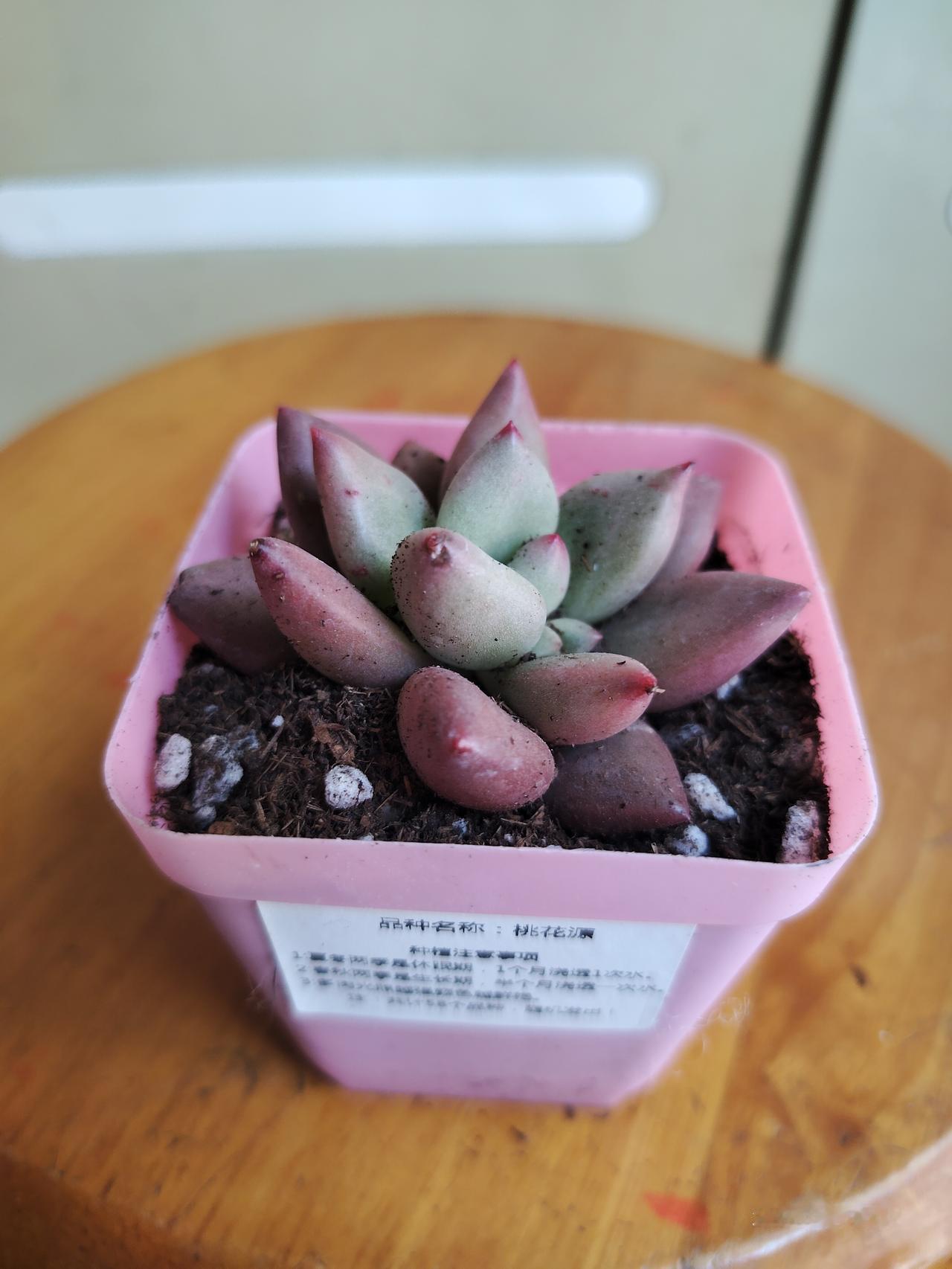 多肉盲盒到啦
继续努力，过几天又可以领啦