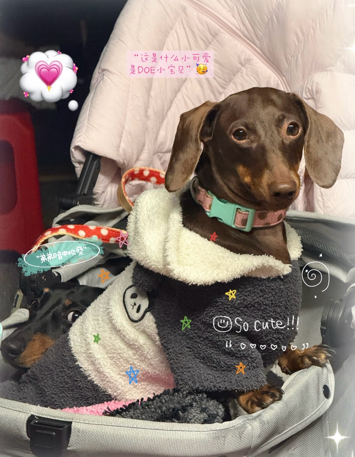 俺们北朵芬小狗家族都是按照“辆”这个量词来计算的