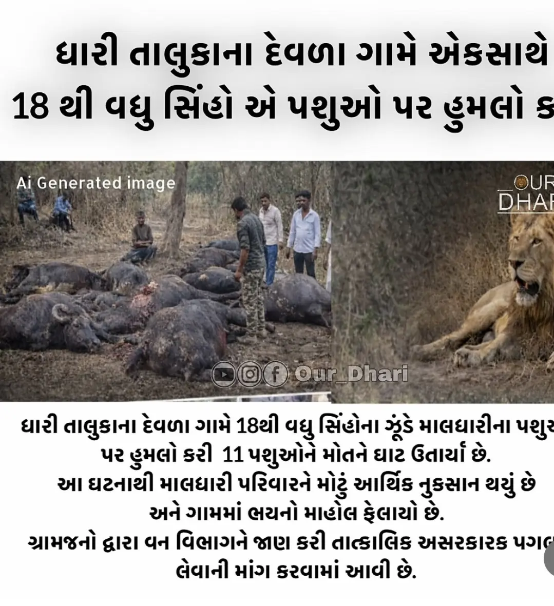 昨天的新闻:一个拥有18只狮子的狮群捕食。了11头家牛 住在村里的其他...