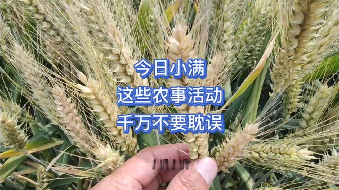 小满节气到，北方小麦正灌浆，此时是灌溉关键期，麦粒渐满却未熟透。老农谚言“大麦不