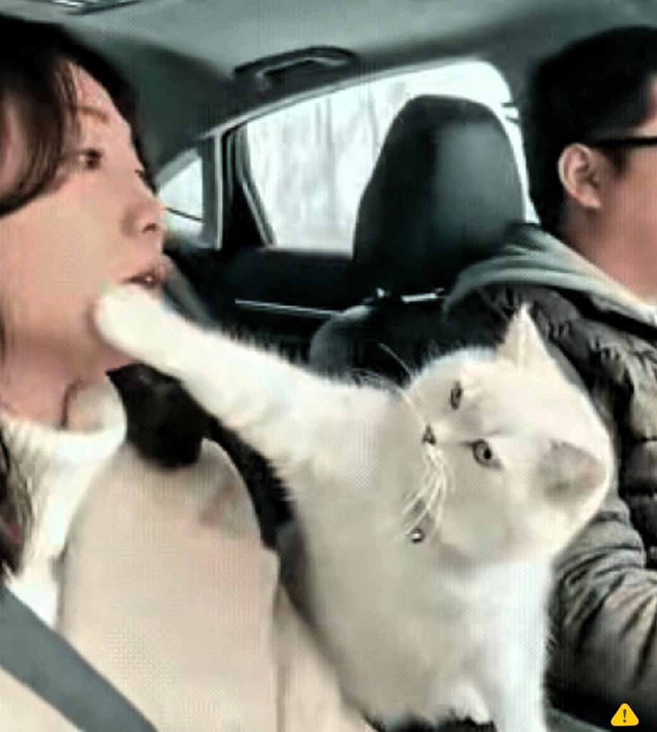 高速上夫妻拌嘴，劝架的居然是家里的猫主子！
 
老婆一路喋喋不休输出，老公攥着方