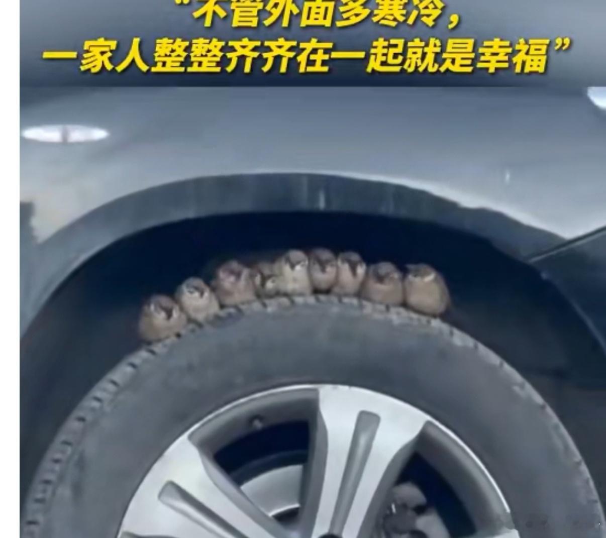 #良琳原创[超话]#：近日，西藏那曲，有网友无意中拍下9只小麻雀紧挨着在车轮上取