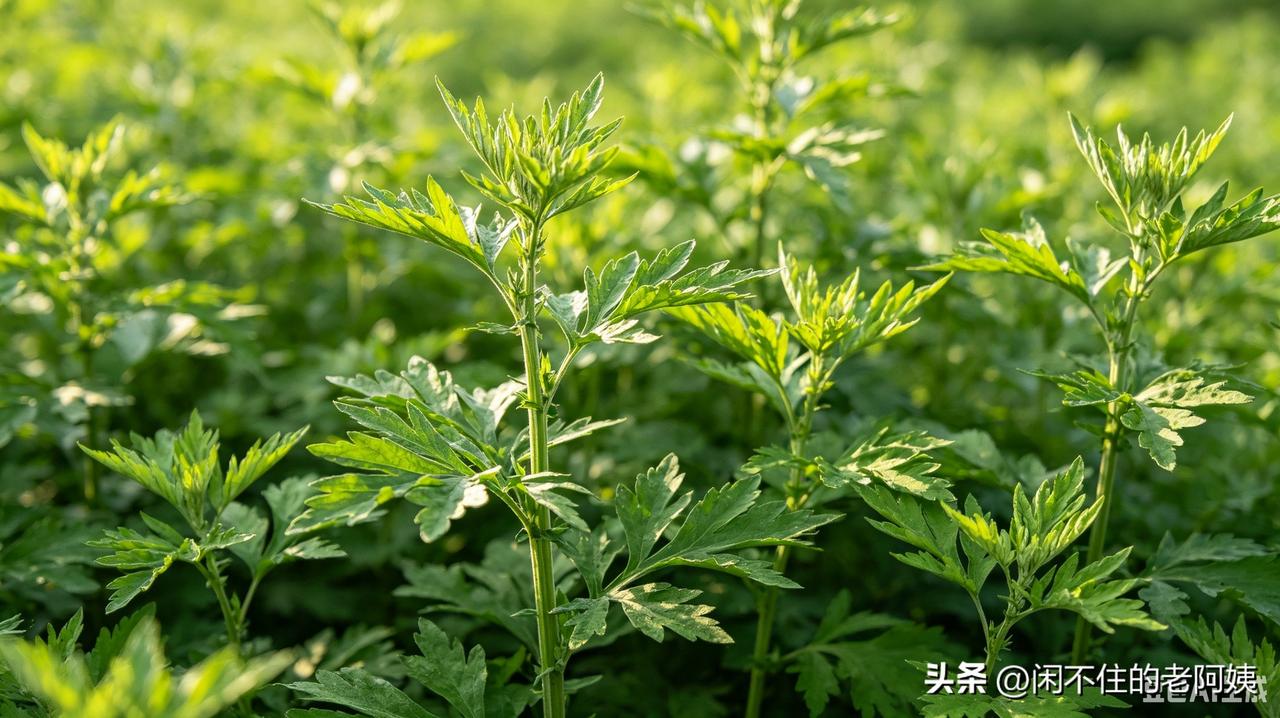 端午节挂艾草有啥讲究?
端午，是阳气最旺的日子。而这一天里，阳气最旺的时辰就是午