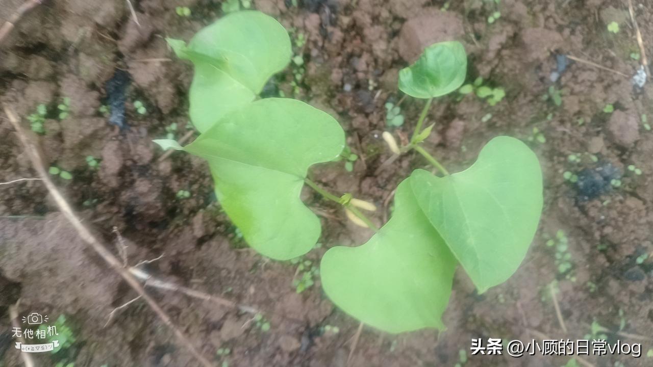 种了点四季豆，今天去看，发芽了🌱

但我现在有点懵：到底什么时候插棍子？

问