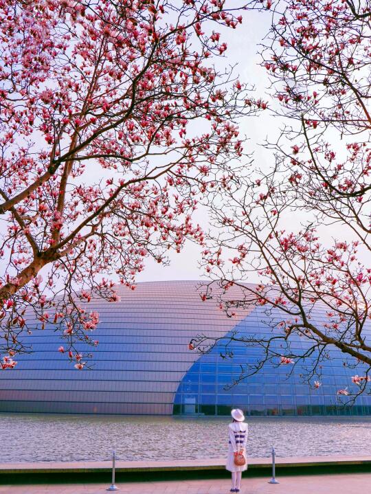 3.10实拍｜北京第一波玉兰已爆花！！附机位🌸