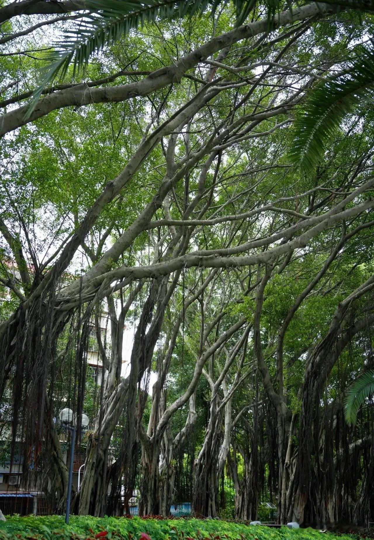 #一句话形容夏日生活#
一大早起来，空气中弥漫着盛夏的热情，盛夏的阳光，盛夏的暖