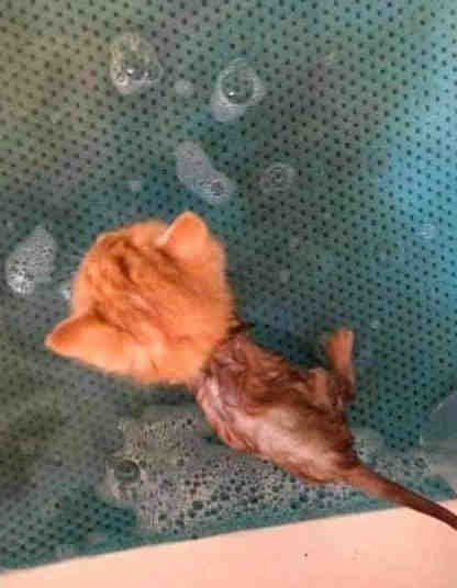 一下水就会变成这样！！！哈哈！！！！