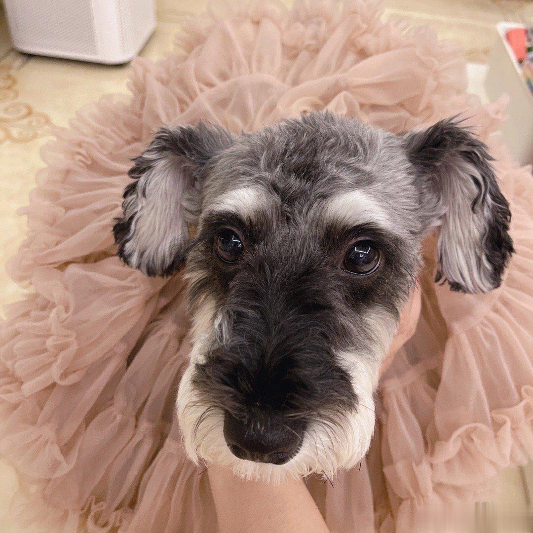 岛岛穿乔乔的蓬蓬裙，太美了。 ​​​