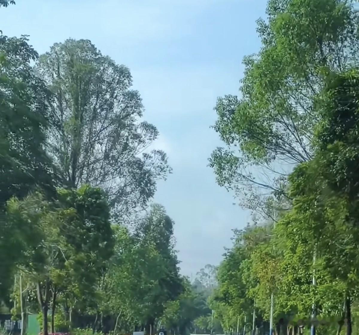 夏日生活打卡季道路两旁绿树繁茂葱郁，层层枝叶舒展蔓延。澄澈蓝天铺展在上方，满目清