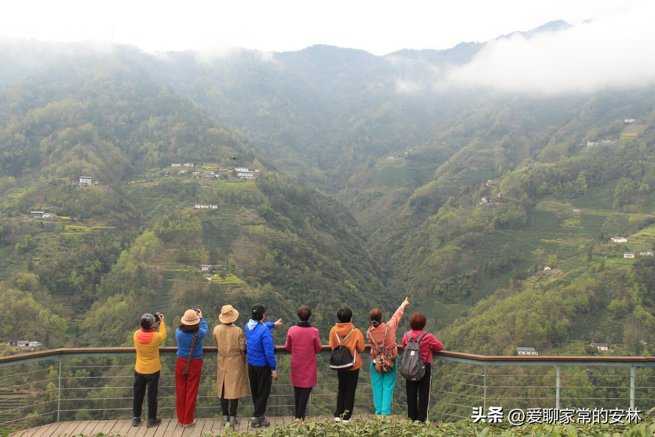 紫阳魔芋包茶山，风景真不错。远山云雾缭绕，近处茶芽如雨后春笋般萌发，处处充满了生