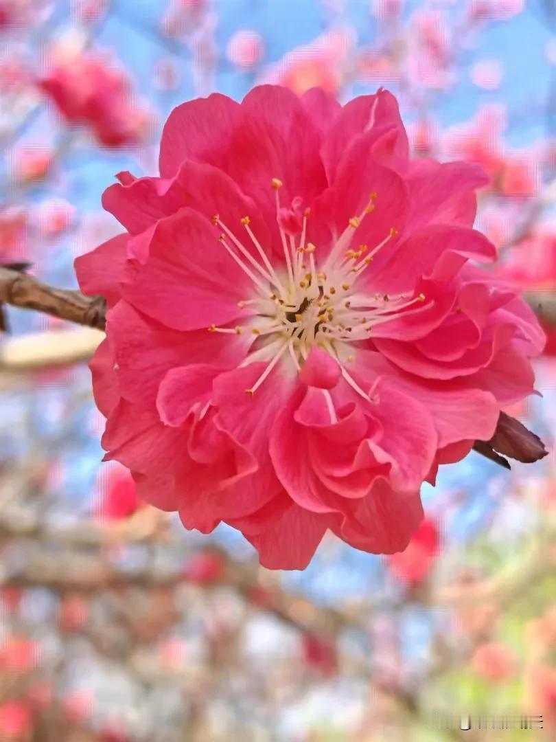 每逢佳节倍思亲，每到佳节想家亲
每到节假日，我都会想起父母在的时候，我们兄妹几个