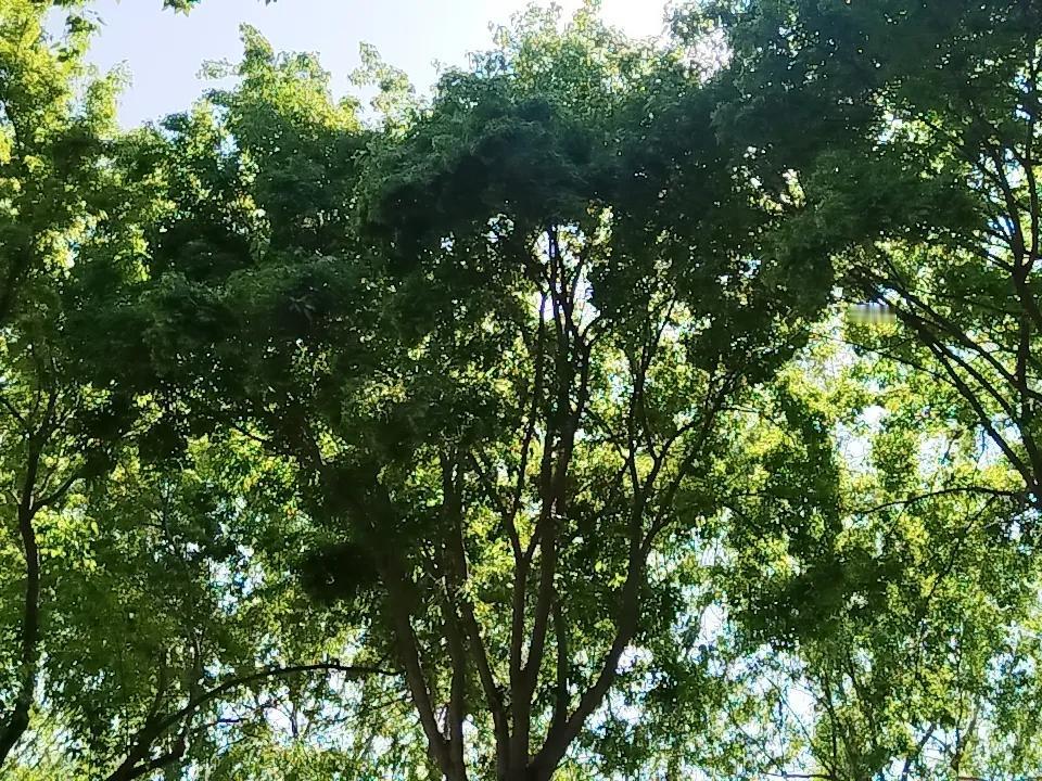 发一张你相册最近拍的花