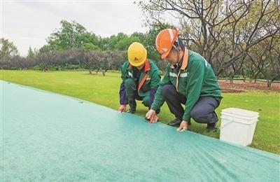 【为草坪盖上“毯子”】
近日，园林工人正在瓜渚湖公园铺设“草坪毯”。据园林工人介