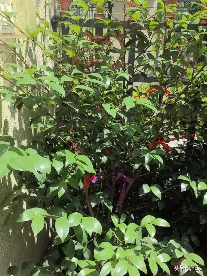 真心话茶局每天看一看院内的花草树木就很开心！