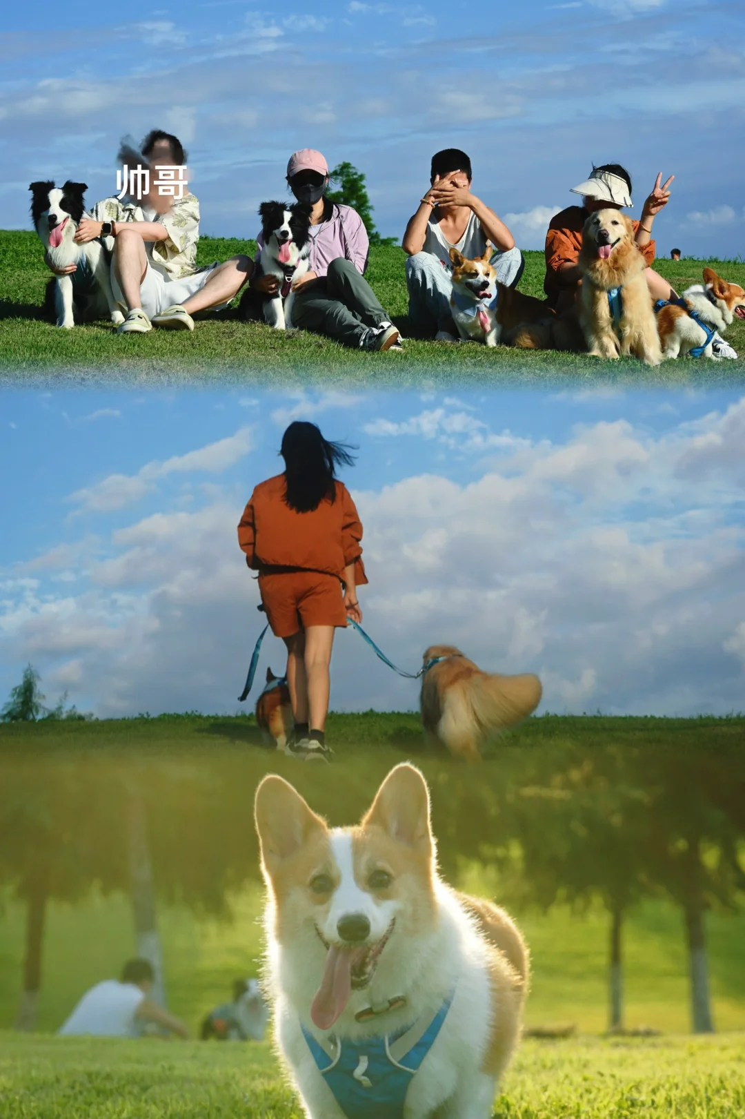 和小狗们在合肥阿勒泰🐾