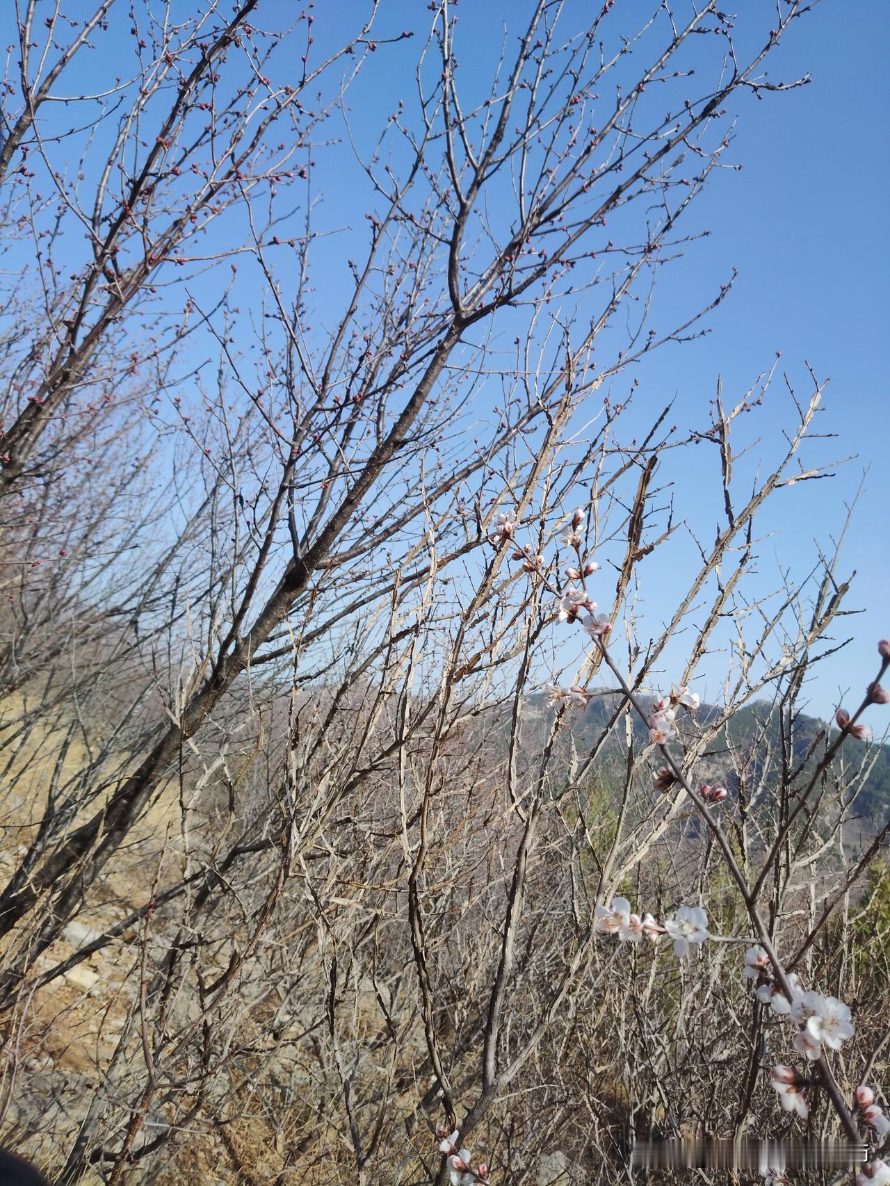 2026，2.22日“上稍桃花朵朵开”，让我想起青州上稍村的独特桃花。俗语说“桃