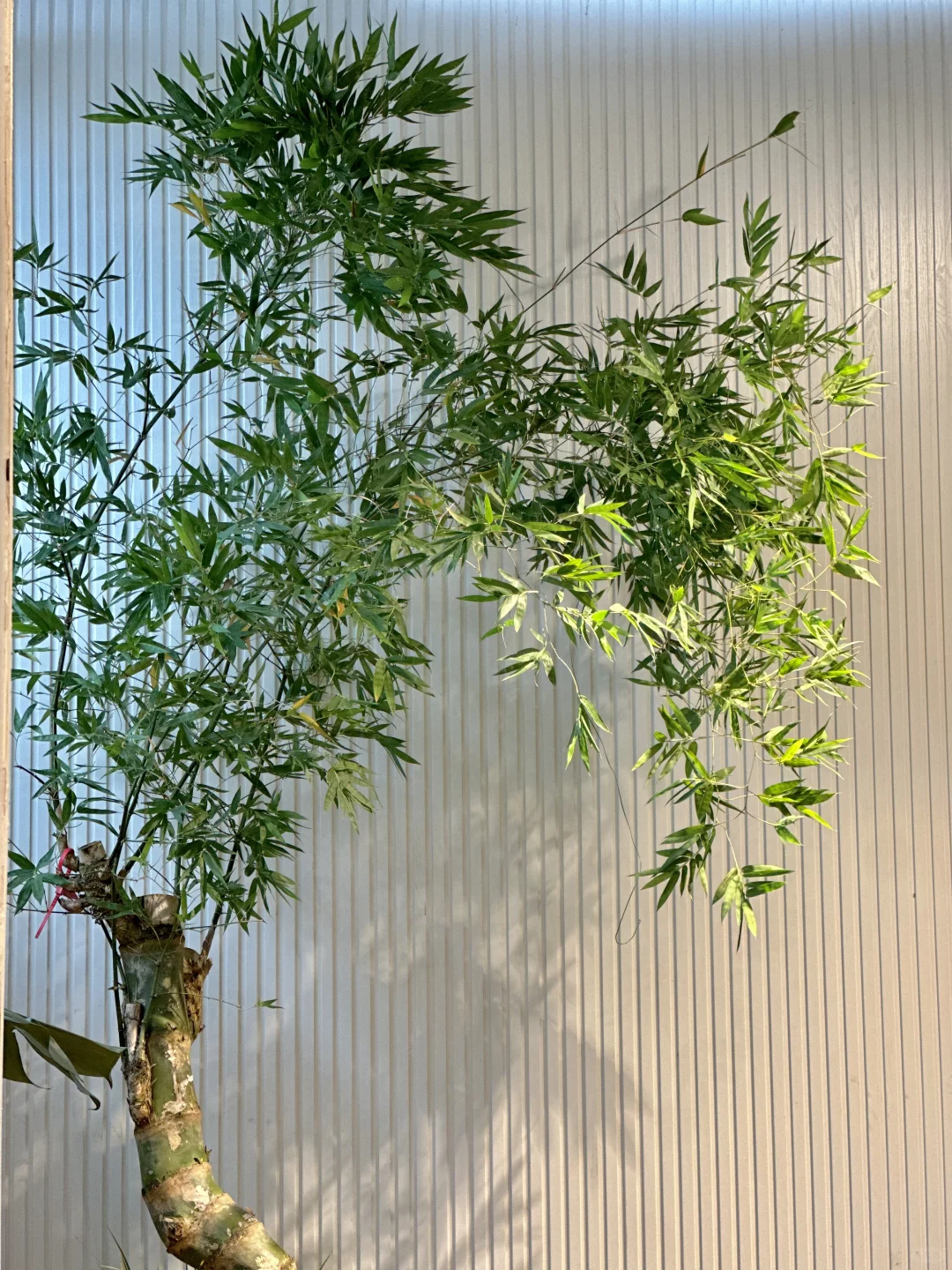 贵阳｜勒竹
