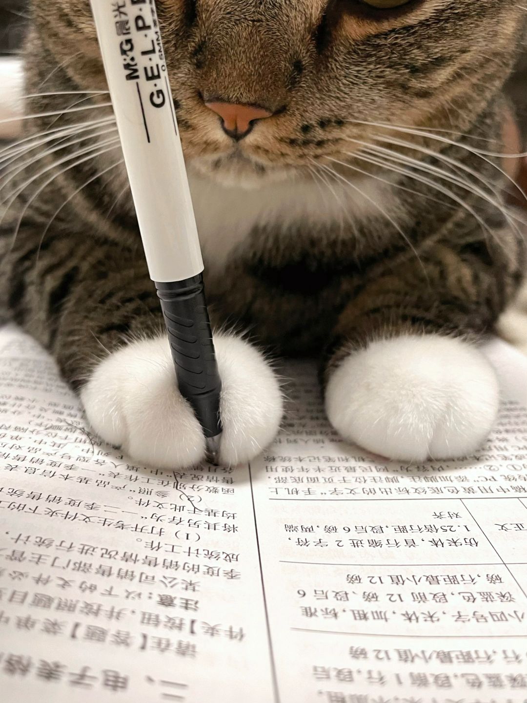 根本拒绝不了这种爱学习的小猫咪啊！