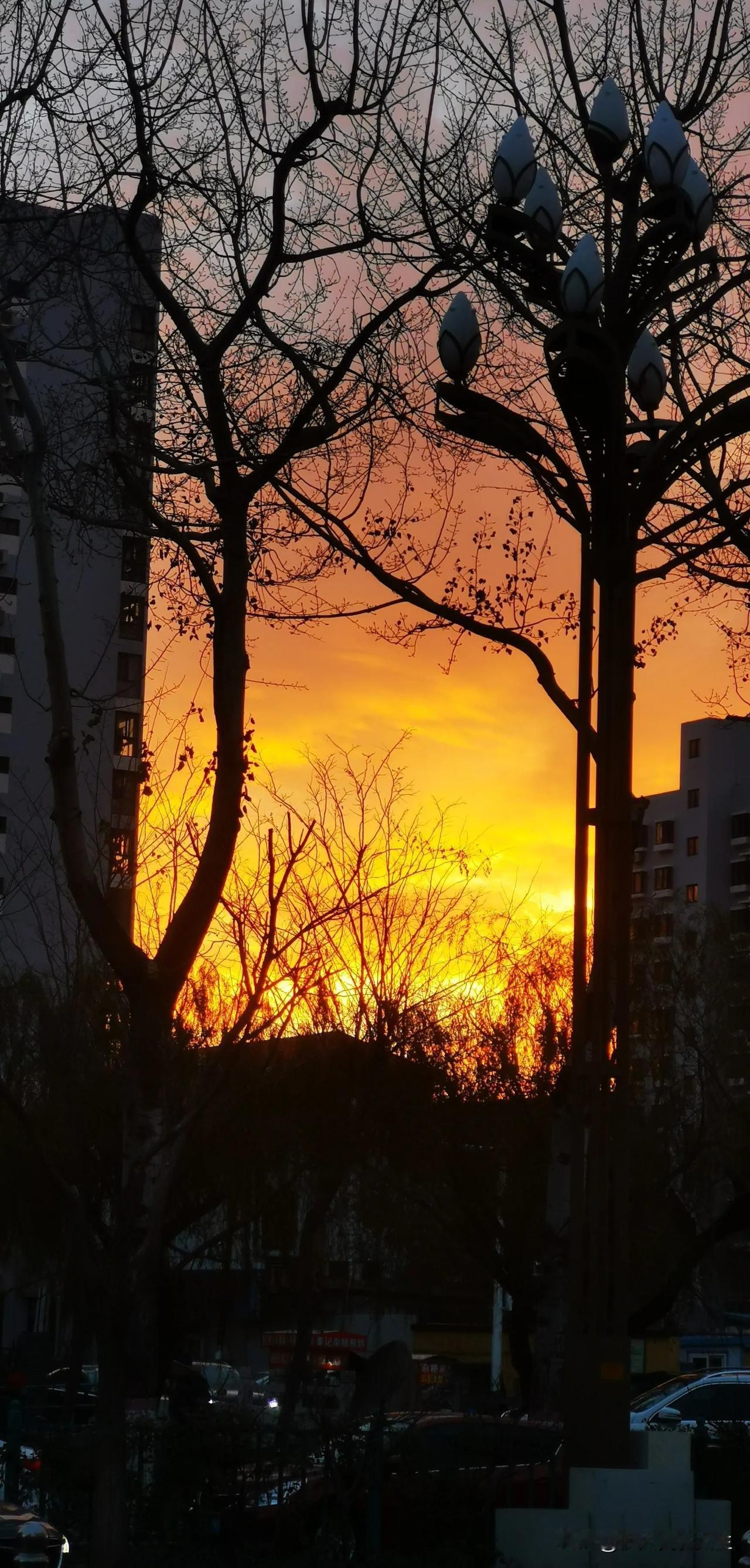 早起的鸟儿有虫吃！随手拍冬季景色 随手拍初冬景色