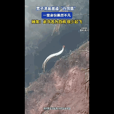 解释不清了，四川，一男子清晨开车进山，突然看见远处树林里出现一个白色的身影，他立