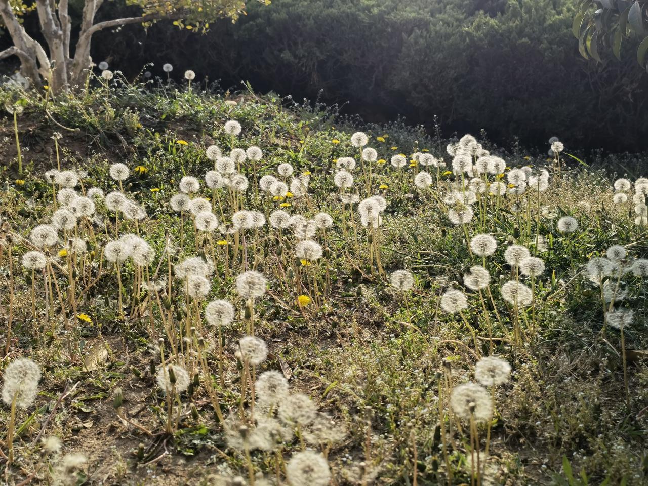 偶遇一片蒲公英海，直接闯进童话世界🌿
 
今天散步路过一片坡地，瞬间被治愈了！