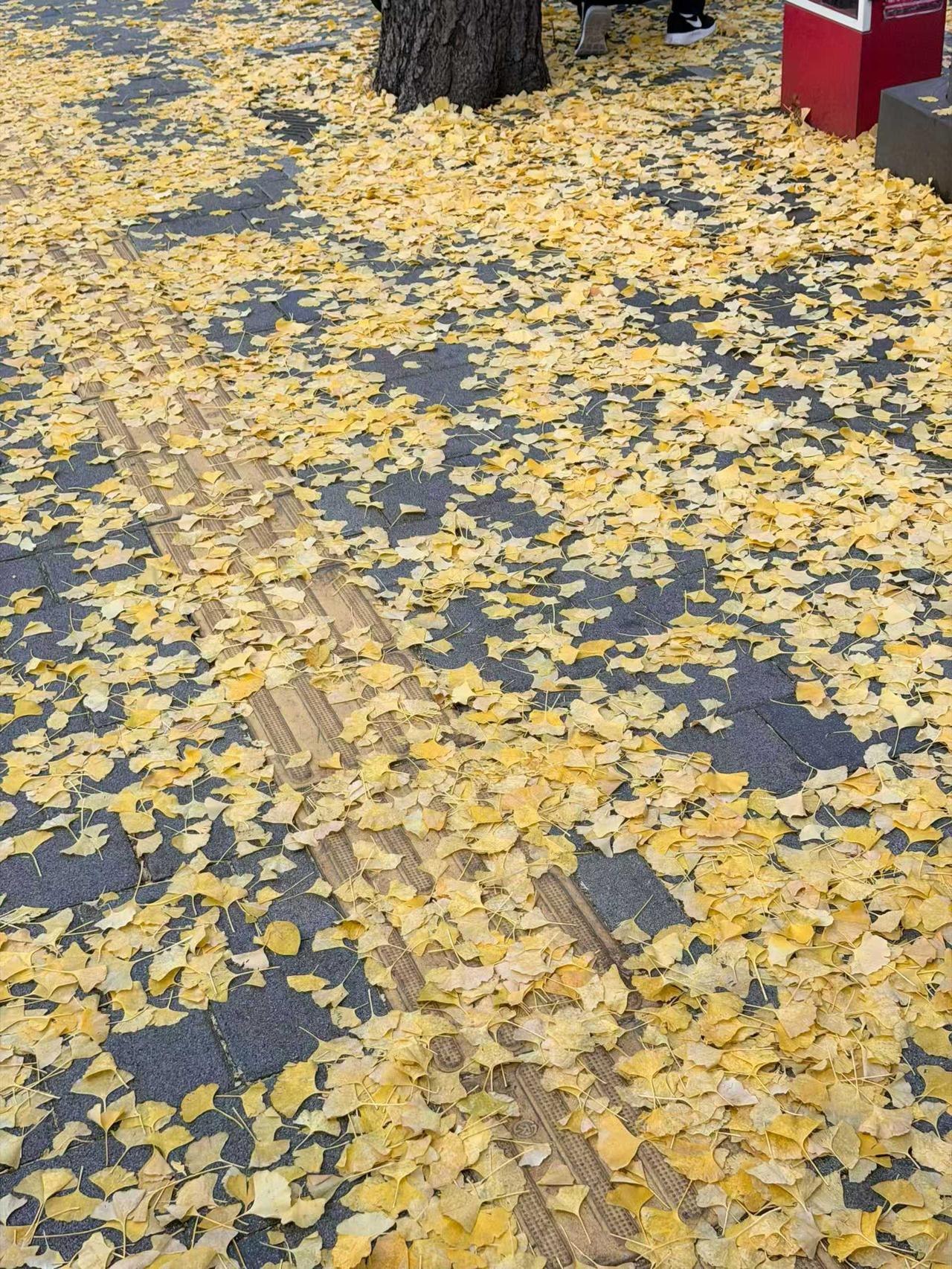 晒图笔记大赛蹲下去扒拉，银杏叶裹着盲道的纹路蜷成小团，风裹着碎叶滚过脚边，哗啦一