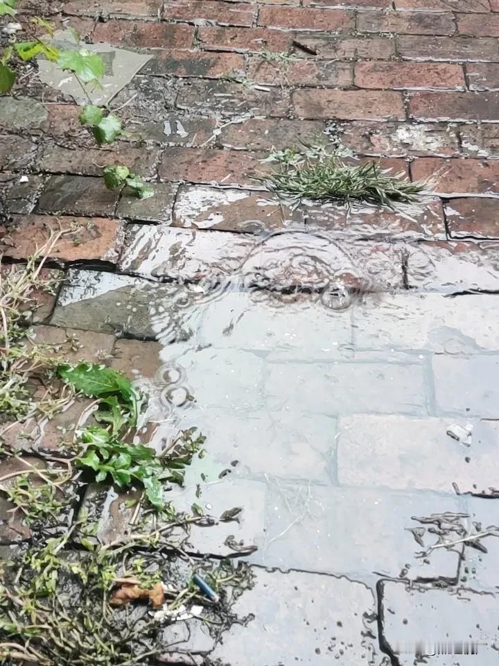 昨天刚把地犁起来，今天就下了一场大雨，这活弄的左右为难。雨停了不知道啥时候才能进