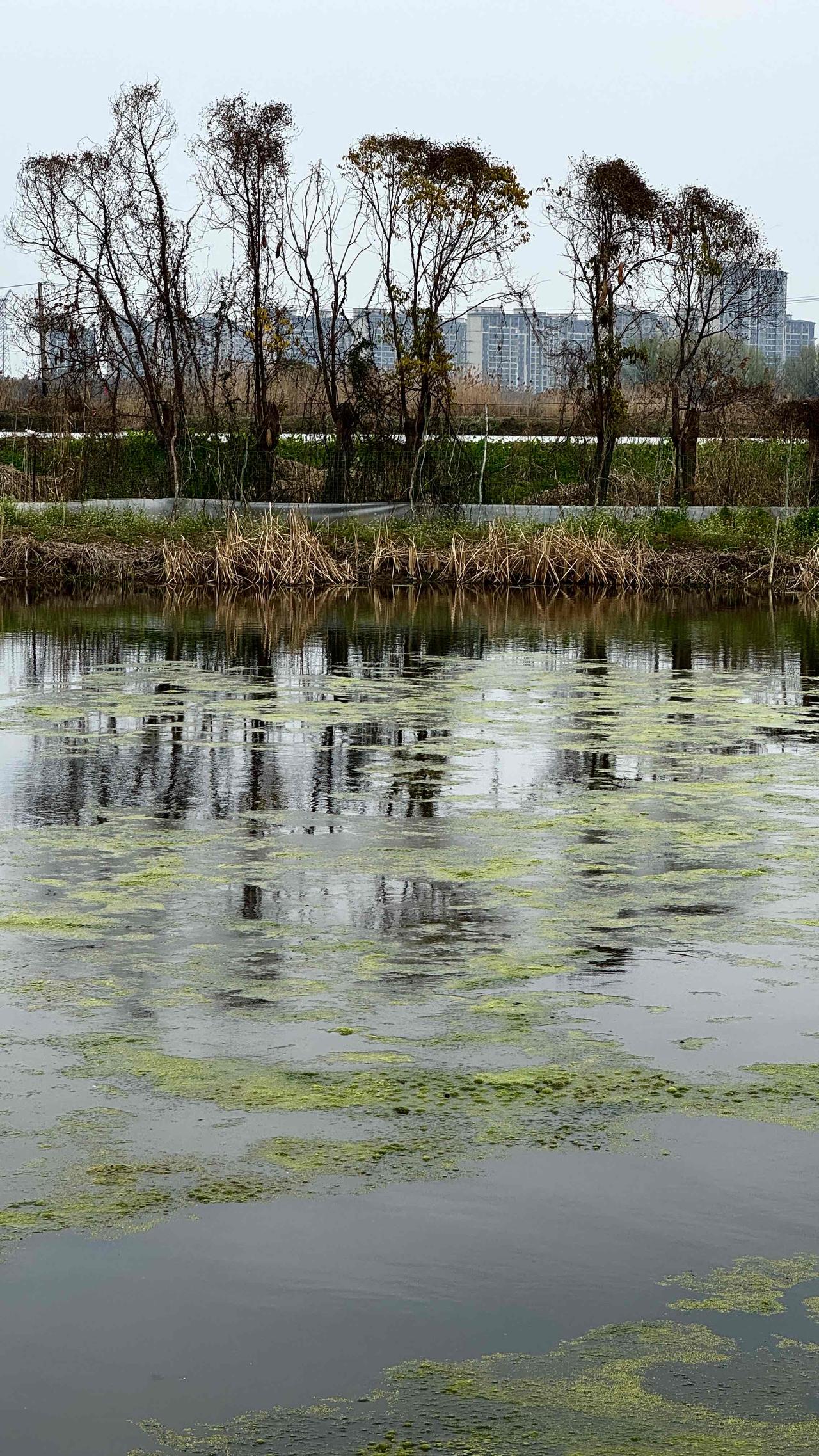 分享一张最近随手拍的照片水面浮萍轻漾，镜影绰约，远处楼宇渐次蔓延，悄然吞噬着田野