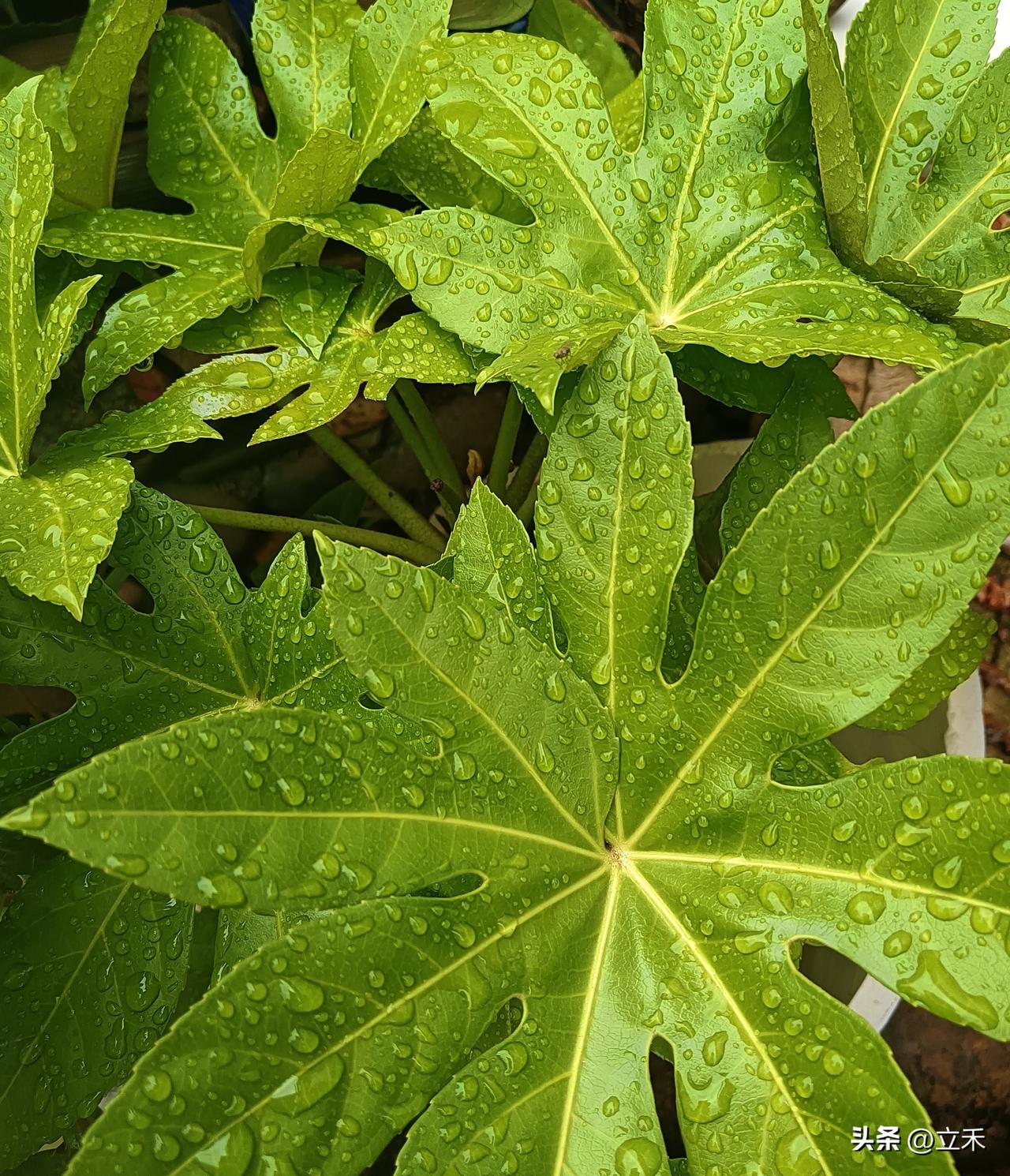 早上起床后把所有的花都喷了一遍水，因为这几天真是太热，花盆里的土都干了，叶子也有