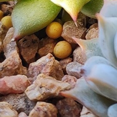 0000‎种植文案 种植 多肉植物种植方法：1、土壤选择想要种植多肉，就需要选择