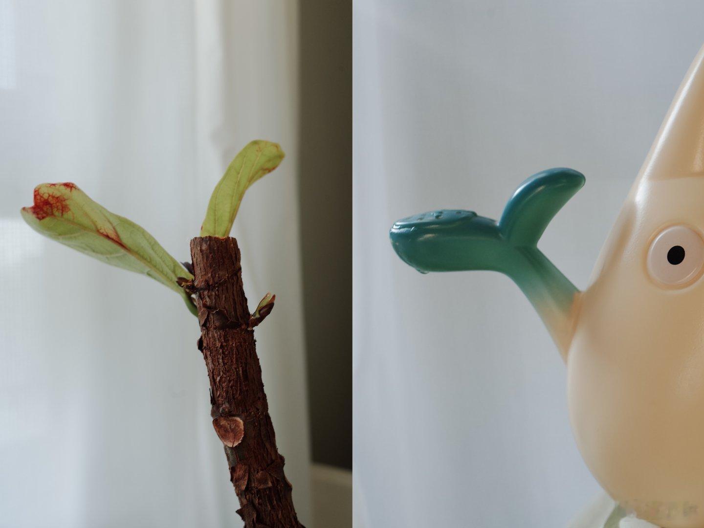 🌱 