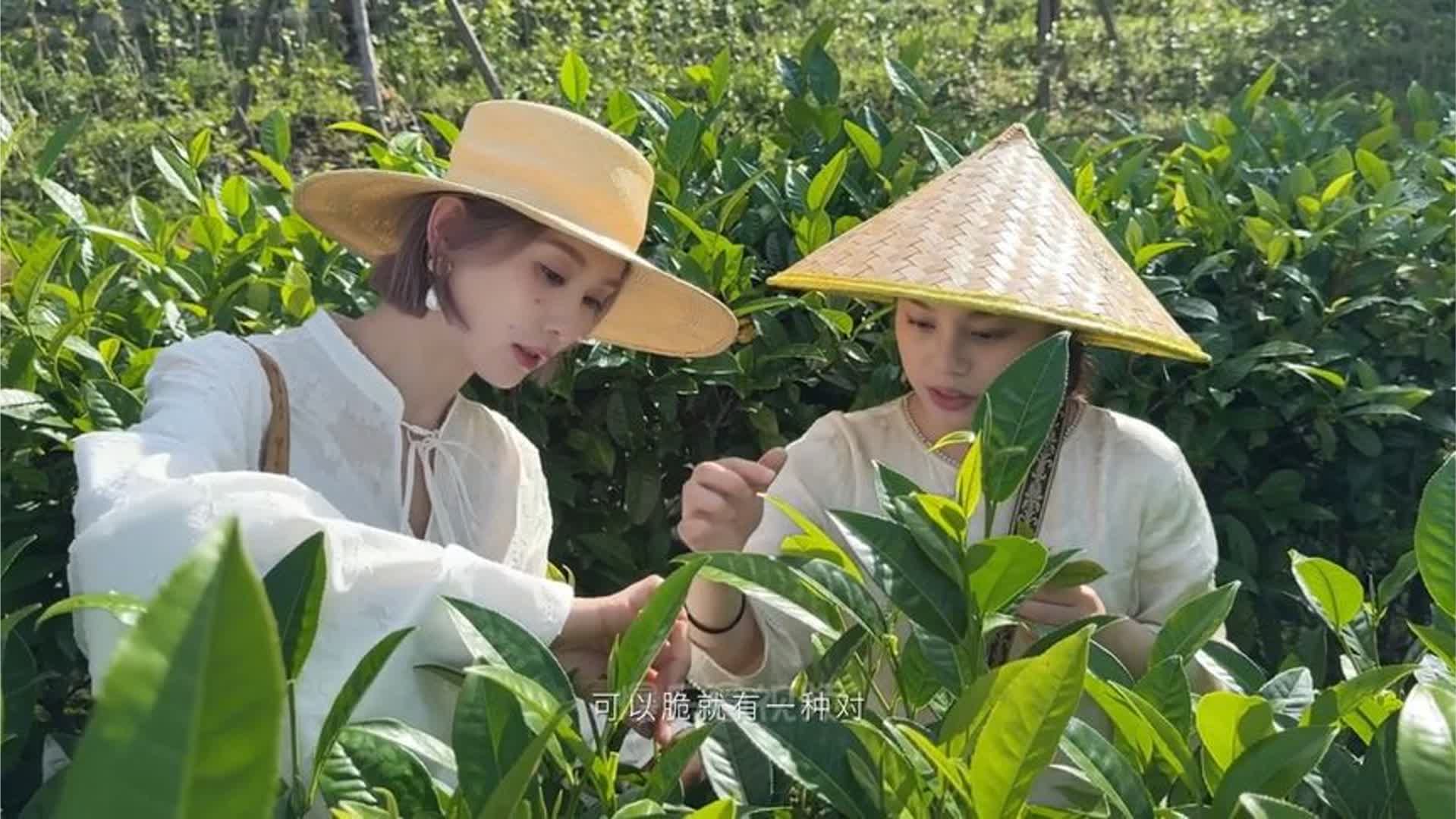 刘诗诗体验采茶，感受茶园独有的治愈气息。