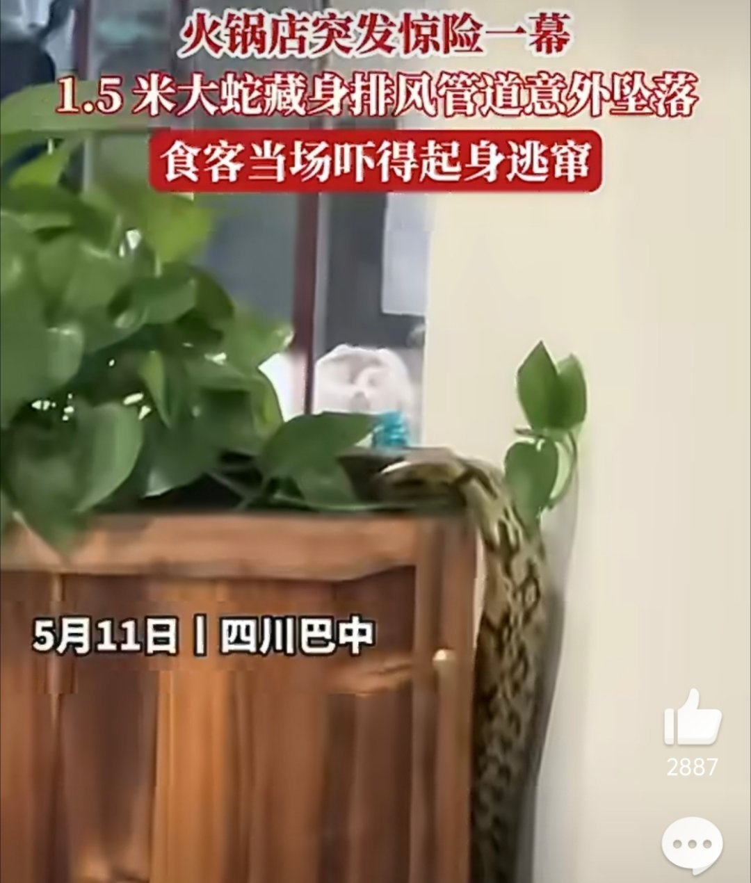 全国多地蛇开始活动了说明这家火锅店的食材都是鲜活的呀！