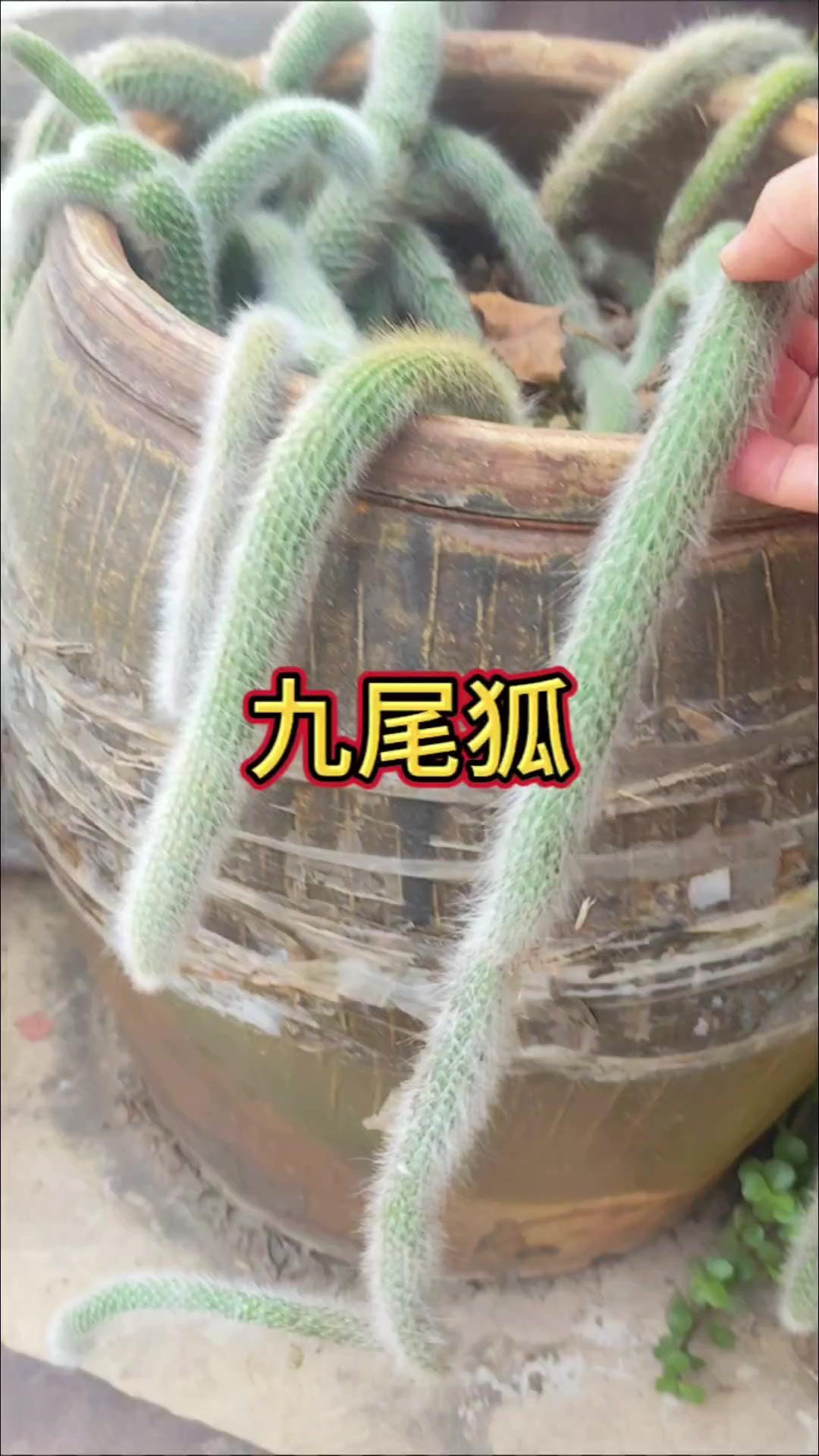 这种植物全身都是尖刺，摸起来却意外柔软，叶片卷曲起来像极了狐狸蓬松的尾巴，难怪大
