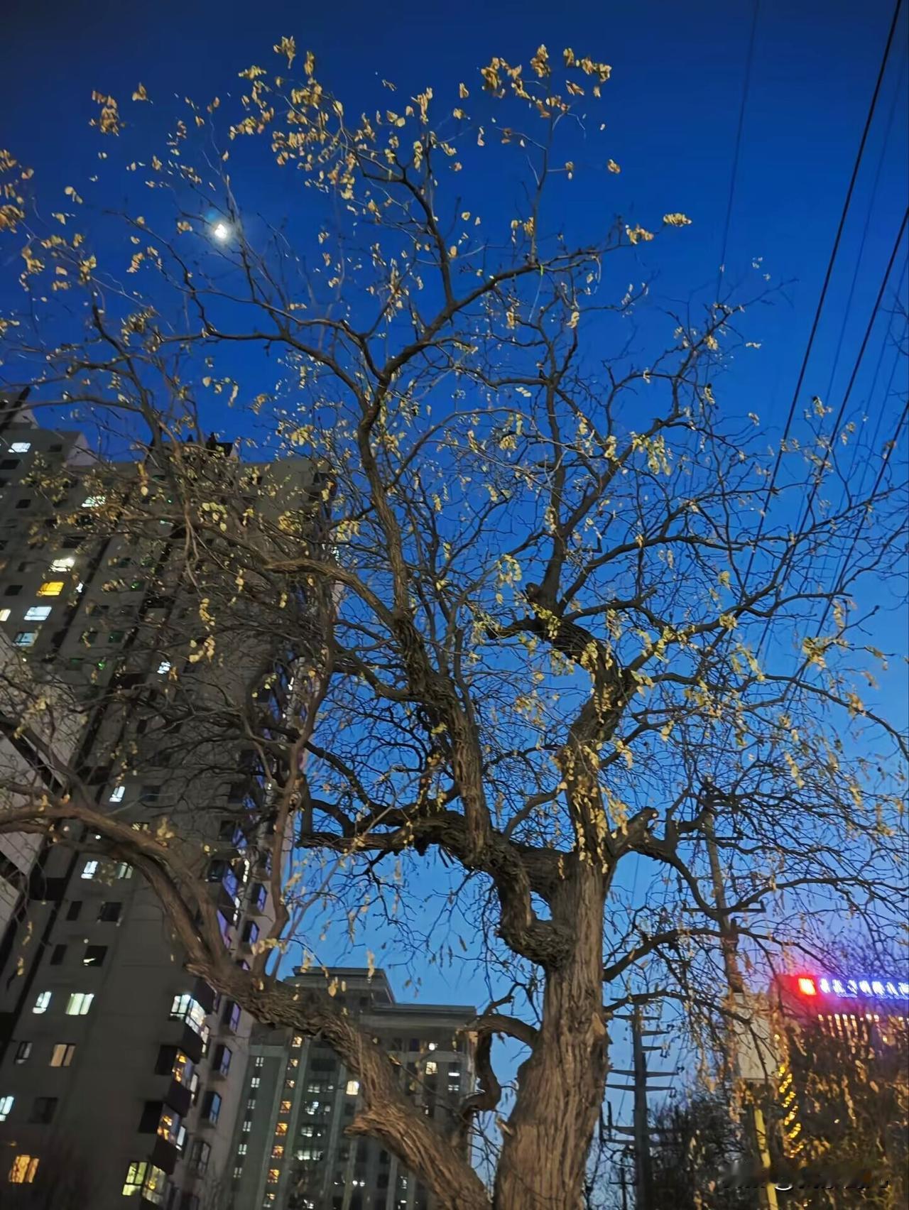 来到晚年，被看见、被善待、被照顾，往后余生，哪怕委屈受累，最后的情，也犹如春之花